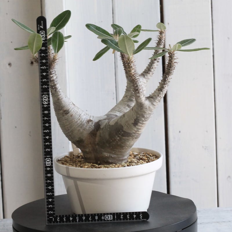 パキポディウム　カクチペス　現地球　コレクション株 パキポディウム カクチペス | hanayoshi-botanical