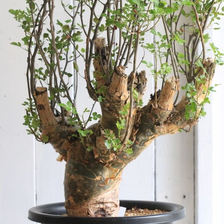 Bursera ファガロイデス