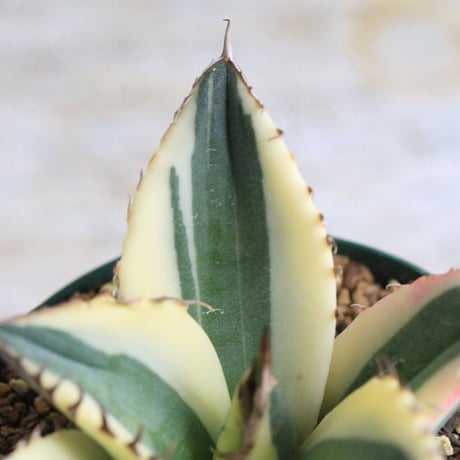 Agave titanota スナグルトゥース