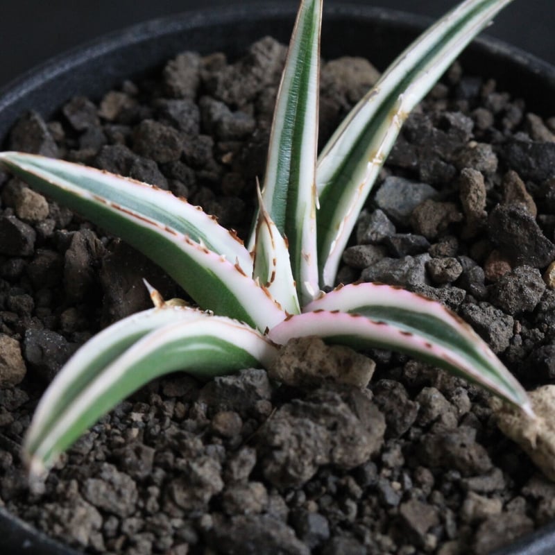 アガベ 氷山 | hanayoshi-botanical