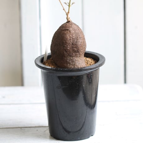 キフォステンマ　モンタグナッキー