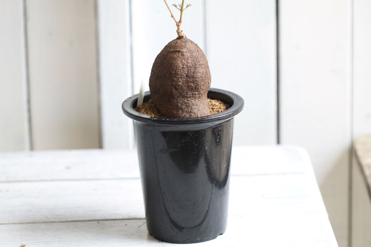 キフォステンマ モンタグナッキー | hanayoshi-botanical