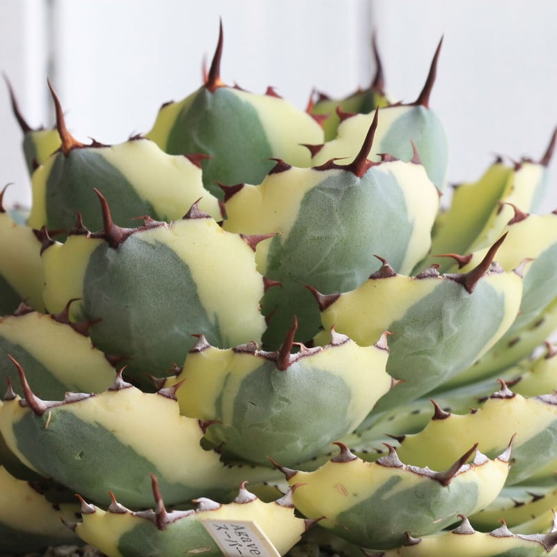 アガベ　クラウン アガベ チタノタ クラウン 皇冠 | GREEN LUCK