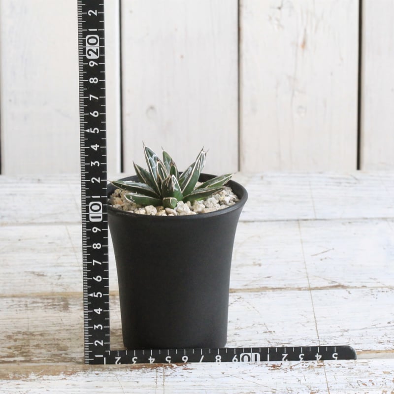 アガベ 特選笹の雪 NO-1 | hanayoshi-botanical