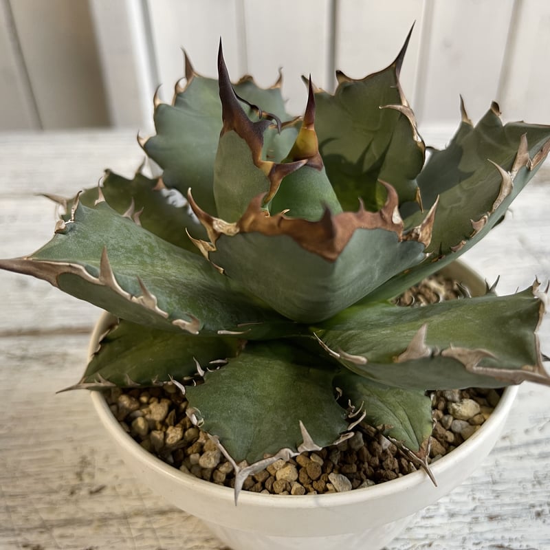 アガベチタノタ アガベ・チタノタ・ナンバーワン