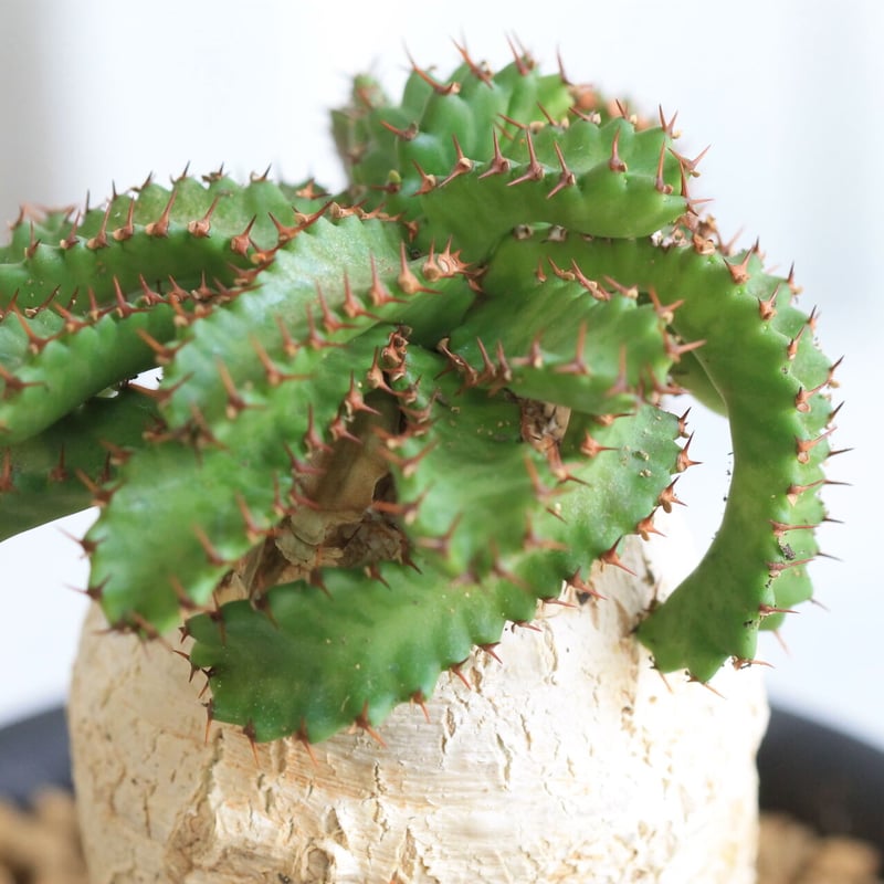 Eupholbia ステラータ 飛竜 | hanayoshi-botanical