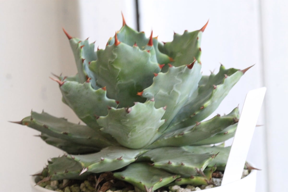 アガベ イシスメンシス 甲蟹（カブトガニ） | hanayoshi-botanical