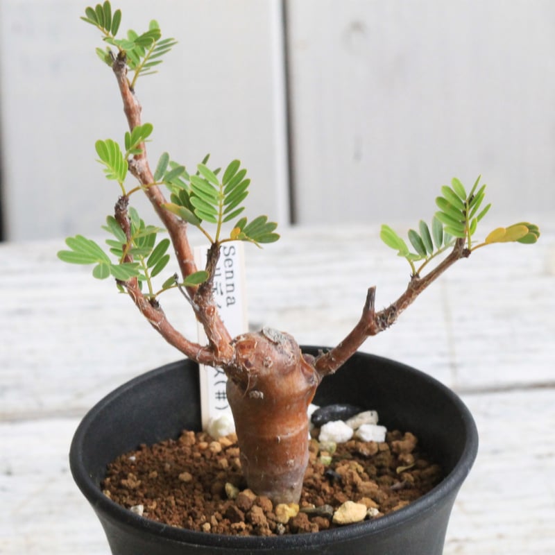 センナ メリディオナリス 実生 | hanayoshi-botanical