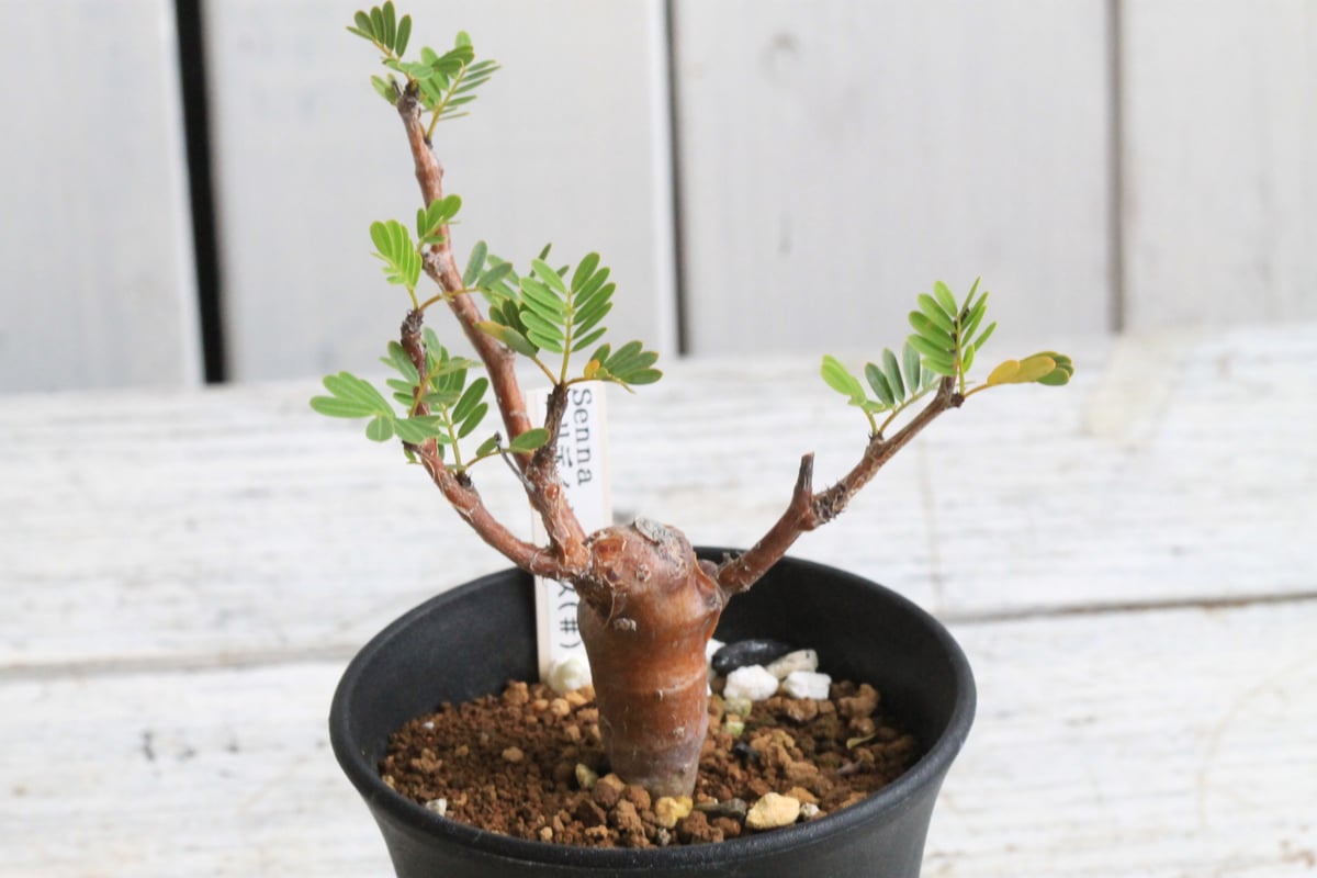 センナメリディオナリス　実生 センナメリディオナリス 実生 初めてセンナの花が咲きました