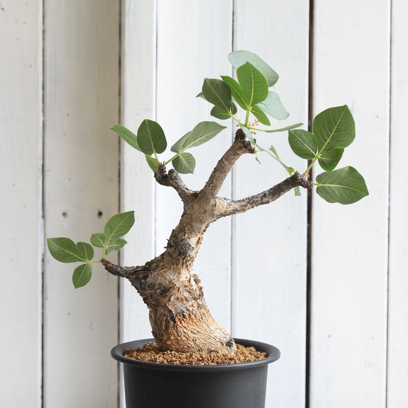 コミフォラ グイドッティ | hanayoshi-botanical