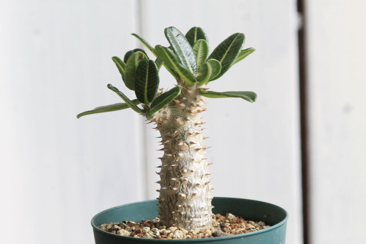 パキポディウム　タッキー パキポディウム タッキー大黒×タッキー② | hanayoshi-botanical