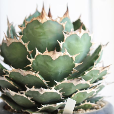 Agave titanota (N.F)
