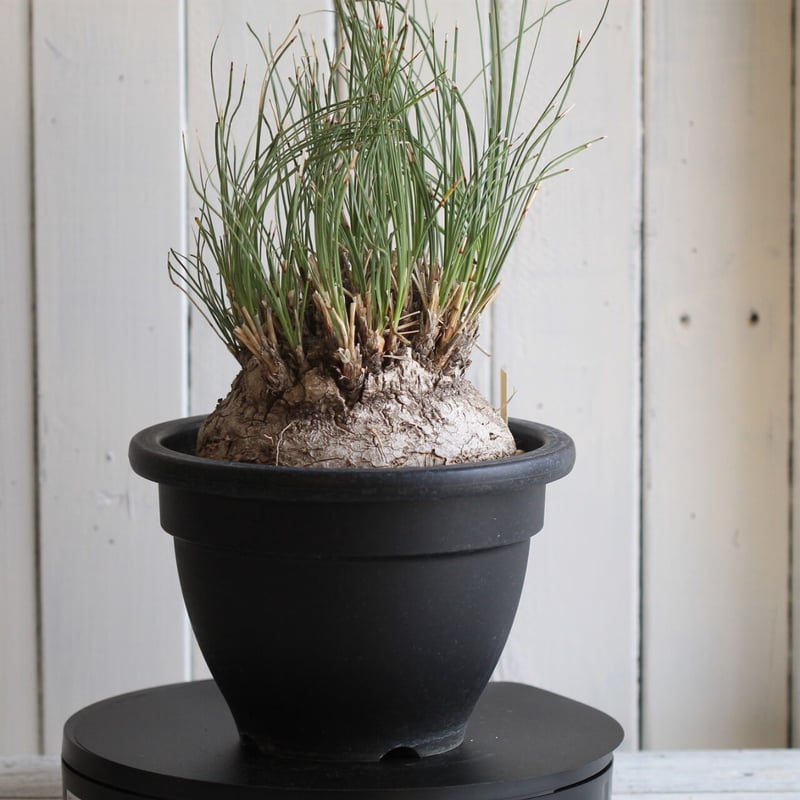 カリバナス フーケリー | hanayoshi-botanical