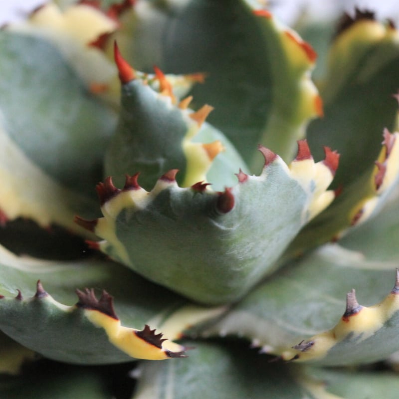 Agave 王妃カブトガニ錦 | hanayoshi-botanical