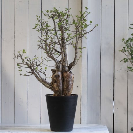 Bursera ファガロイデス