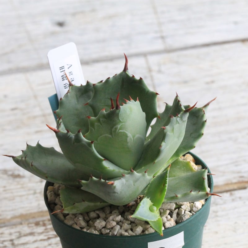 アガベ イシスメンシス 旧雷帝② | hanayoshi-botanical