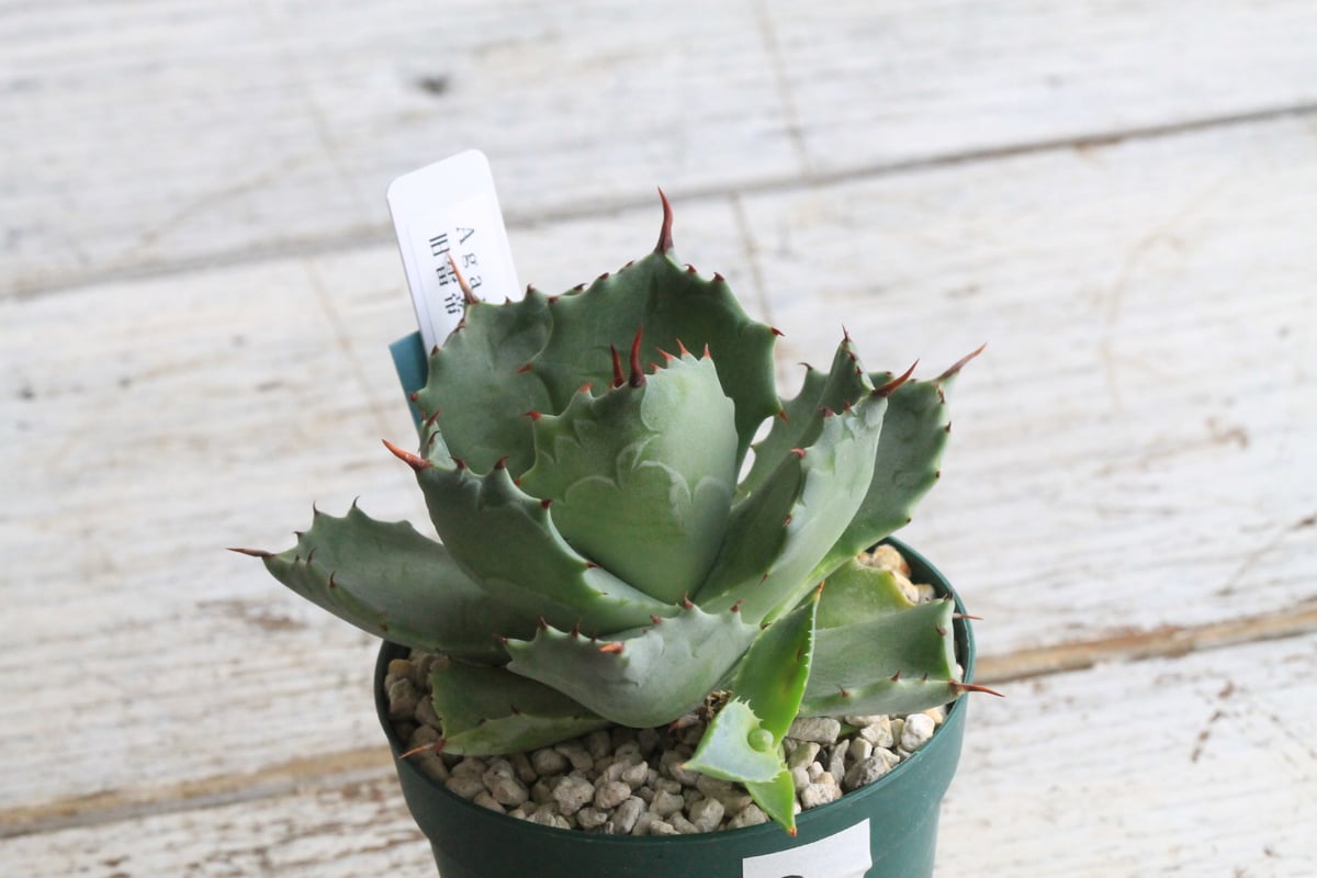 【育成株】アガベ イシスメンシス アガベ イシスメンシス 旧雷帝② | hanayoshi-botanical