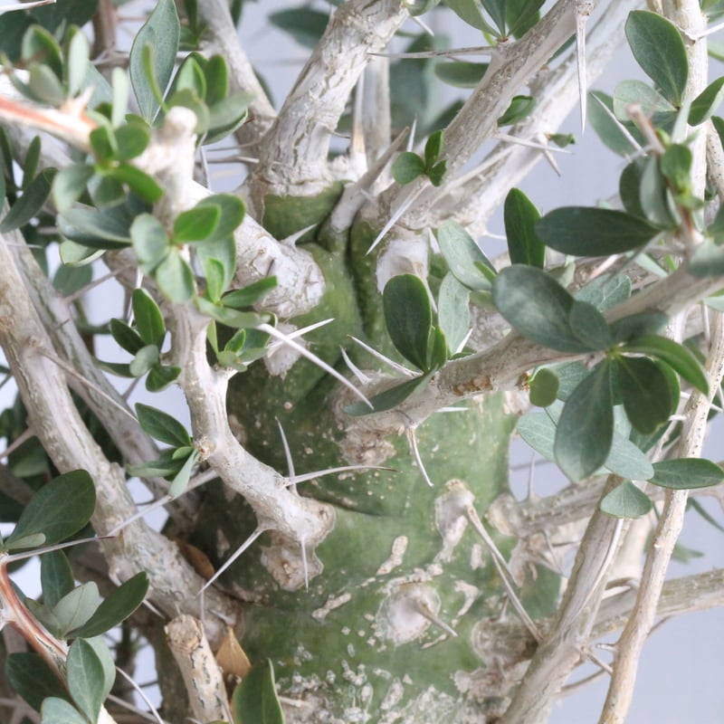 観峰玉フォークイエリアコルムナリス☆ファシクラータプルプシーパキ