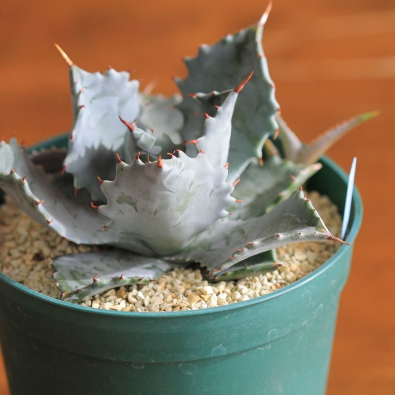 agave isthmensis アガベ イスツメンシス | hanayoshi-botanical