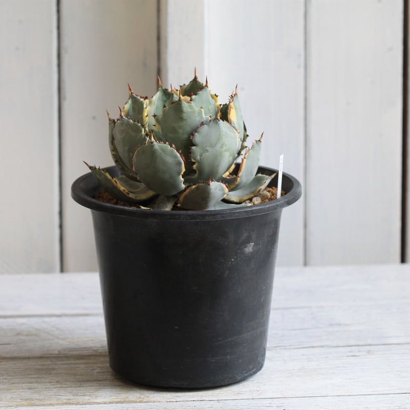 アガベ 甲蟹錦 | hanayoshi-botanical