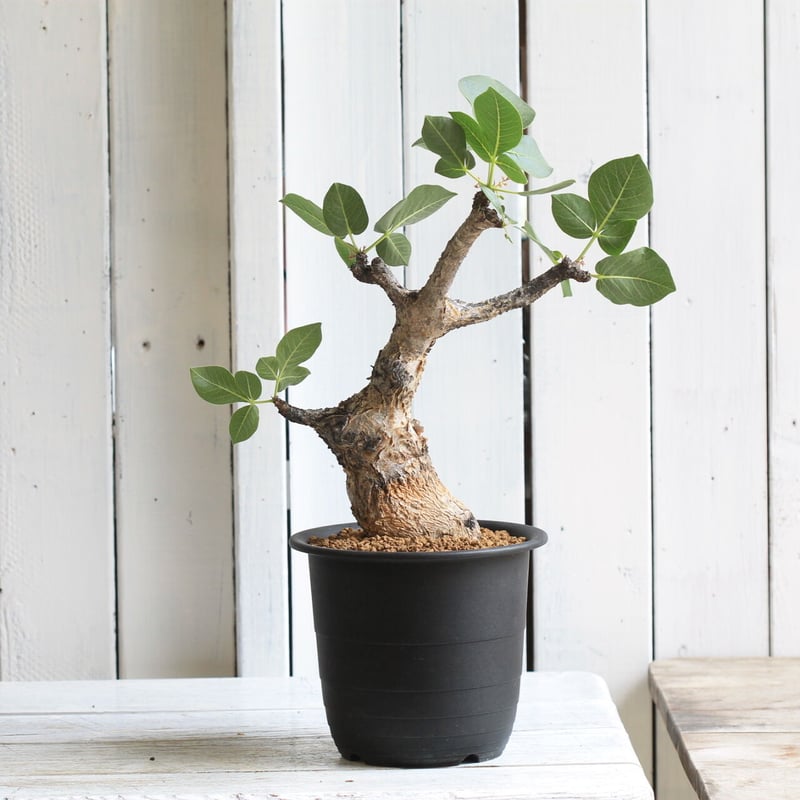 コミフォラ グイドッティ | hanayoshi-botanical