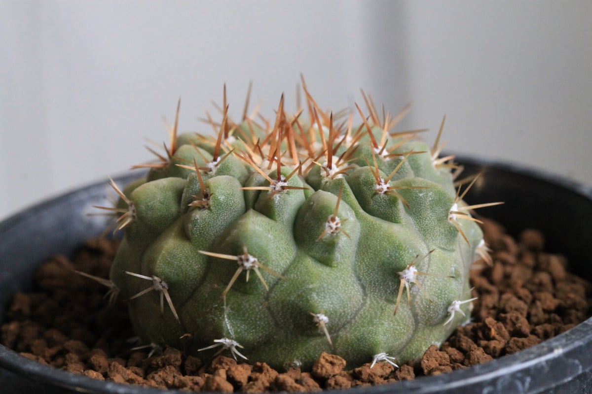 コルムナアルバ 実生 鉢植えメルカリ便送料込み コピアポア コルムナ アルバ（実生） | hanayoshi-botanical