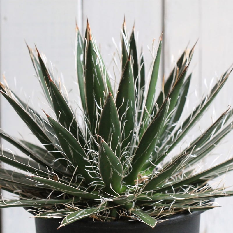 アガベ フィリフェラ シジゲラ | hanayoshi-botanical