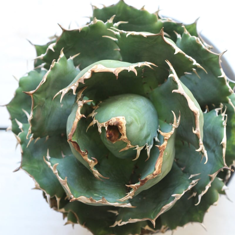 Agave titanota (N.F) | hanayoshi-botanical