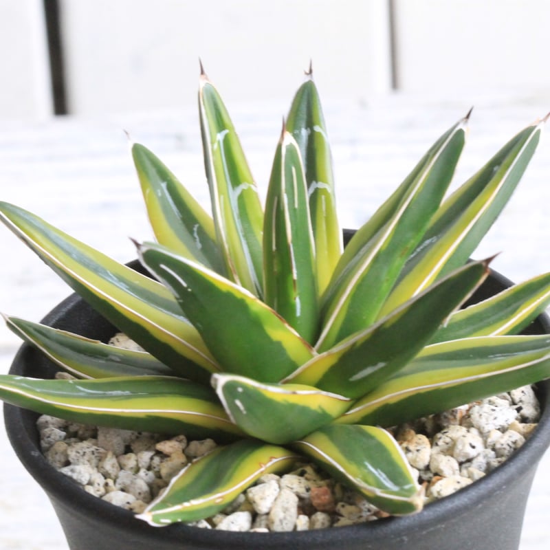 アガベ 笹の雪 黄覆輪鮮明斑 | hanayoshi-botanical