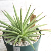 アガベ オバティフォリア キラー | hanayoshi-botanical