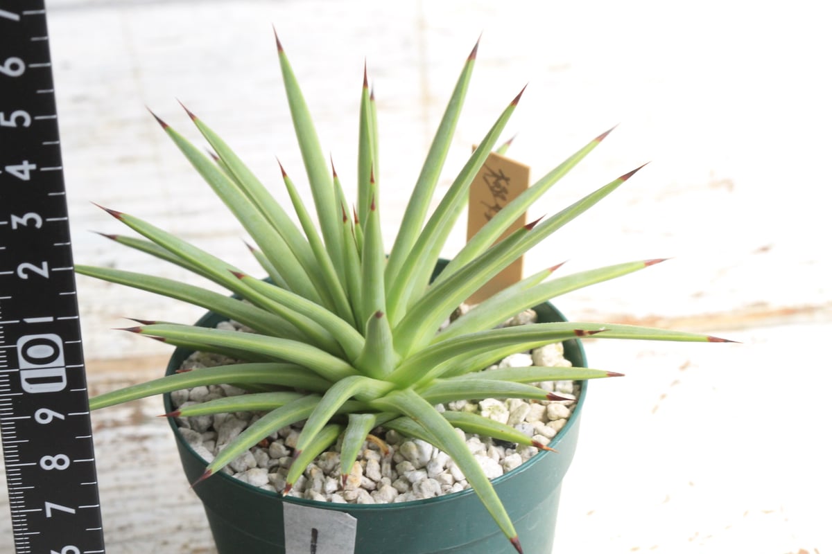 多肉植物 晴れ アガベ チタノタビ一スト極上子株 