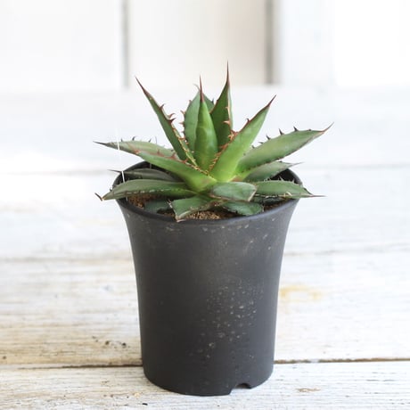Agave ホリダ