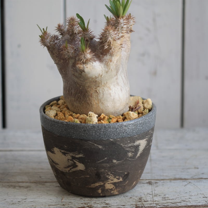 パキポディウム ブレビカリックス | hanayoshi-botanical