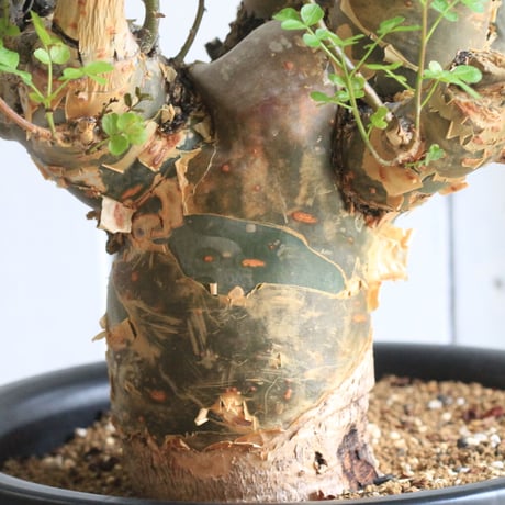 Bursera ファガロイデス