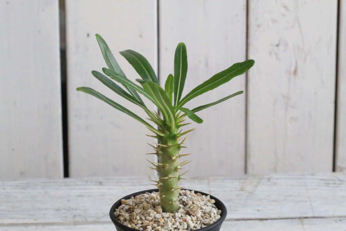 パキポディウム アンボンゲンセ(実生) | hanayoshi-botanical