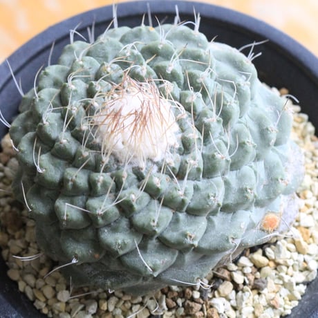 ストロンボカクタス　菊水