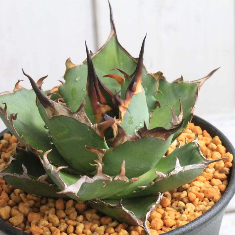 アガベ チタノタ ハデス | hanayoshi-botanical