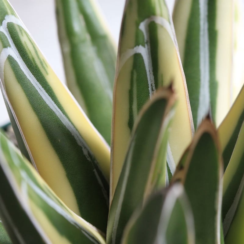 アガベ ロッキー雪山 | hanayoshi-botanical