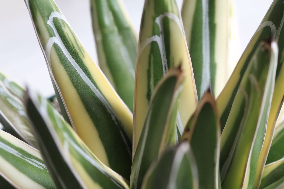 アガベ ロッキー雪山 | hanayoshi-botanical