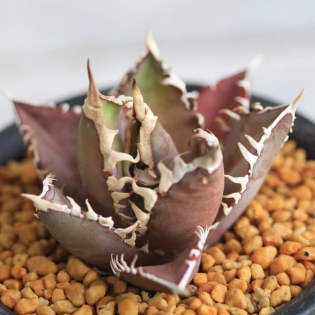 CATEGORY チタノタ | hanayoshi-botanical