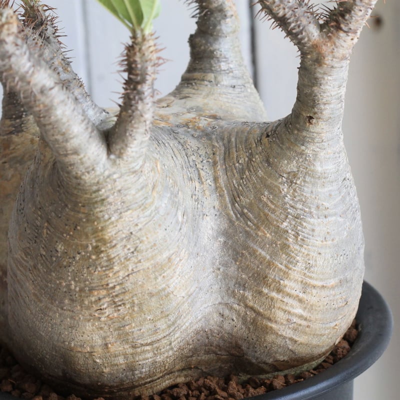 パキポディウム グラキリス | hanayoshi-botanical