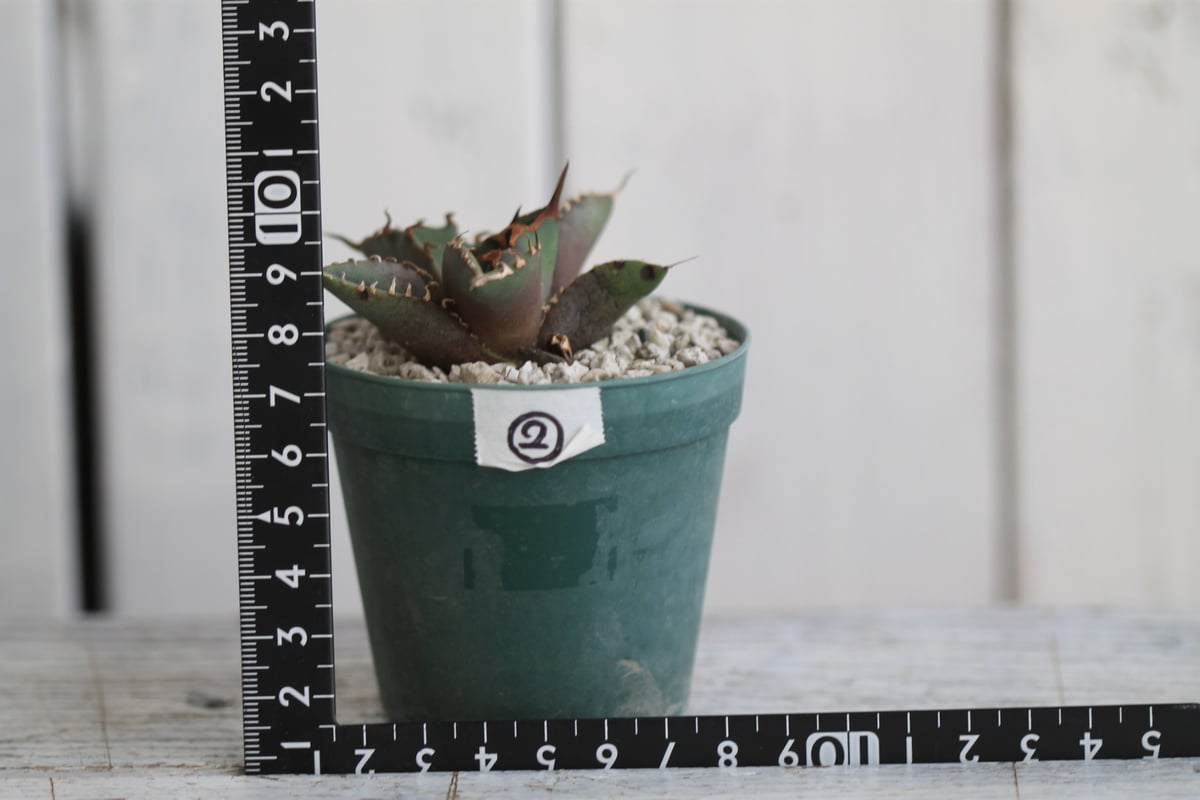 アガベ チタノタ GGコンパクタ | hanayoshi-botanical