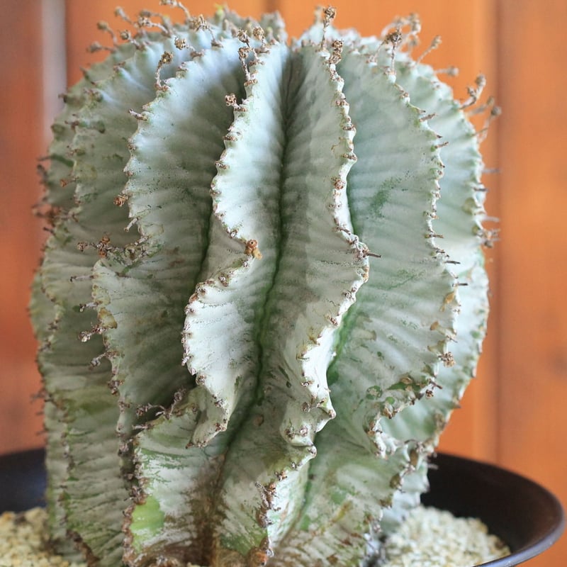 Euphorbia horrida アルバ | hanayoshi-botanical