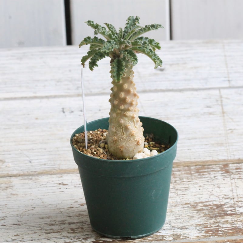 ドルステニア ラブラニー② | hanayoshi-botanical