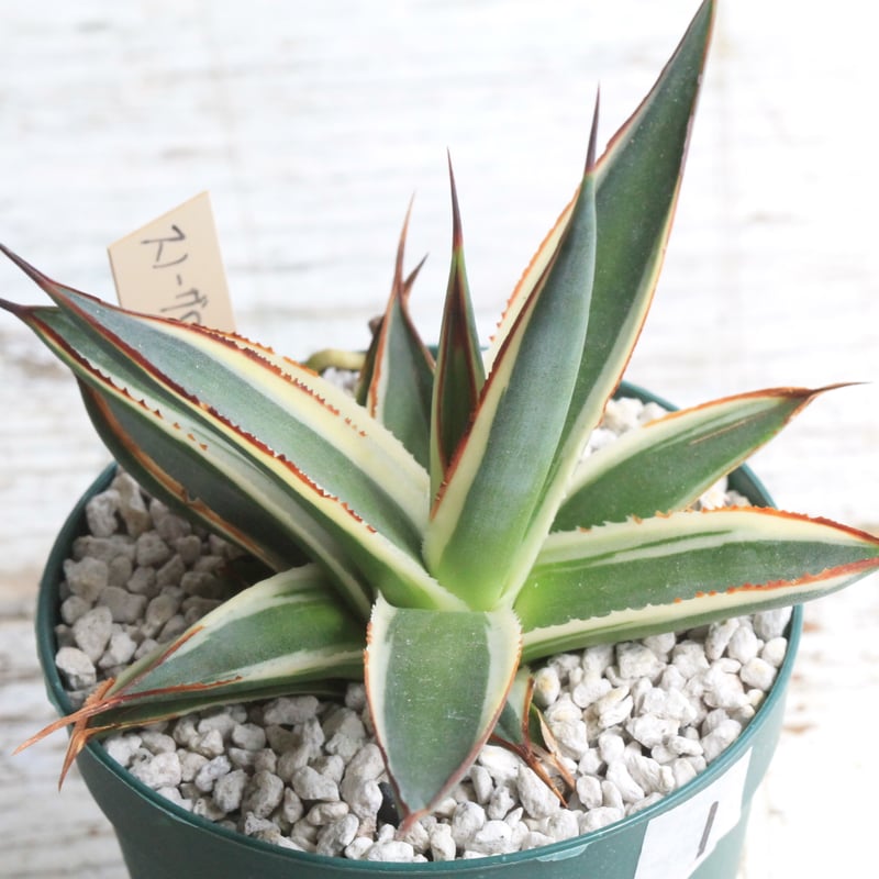 アガベ　スノーグロー　お化け斑 Snowglow Agave - アガベブルーグロー斑入り - 藍光白覆輪