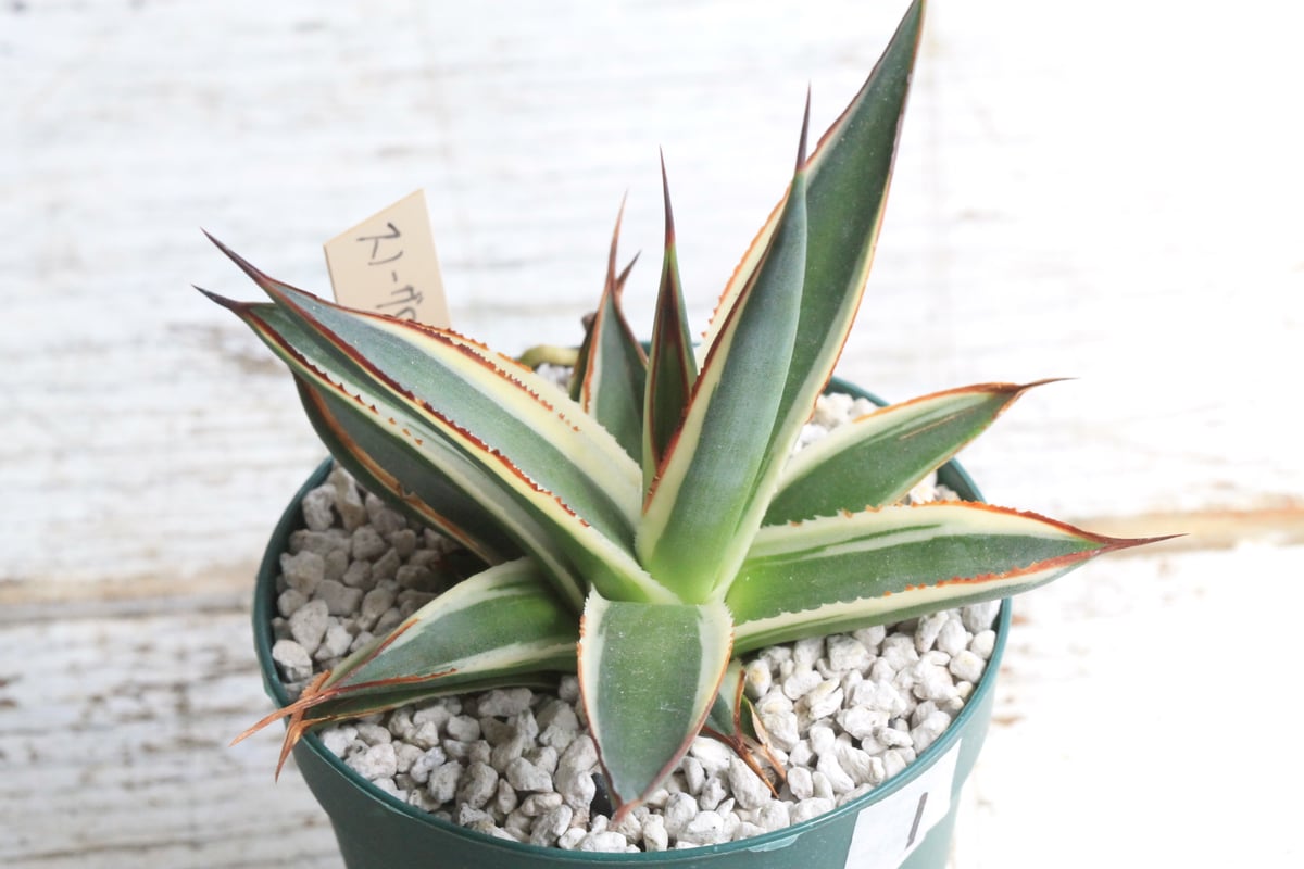 アガベ　スノーグロー アガベ 'スノー・グロウ' (Agave 'Snow Glow') - PictureThis