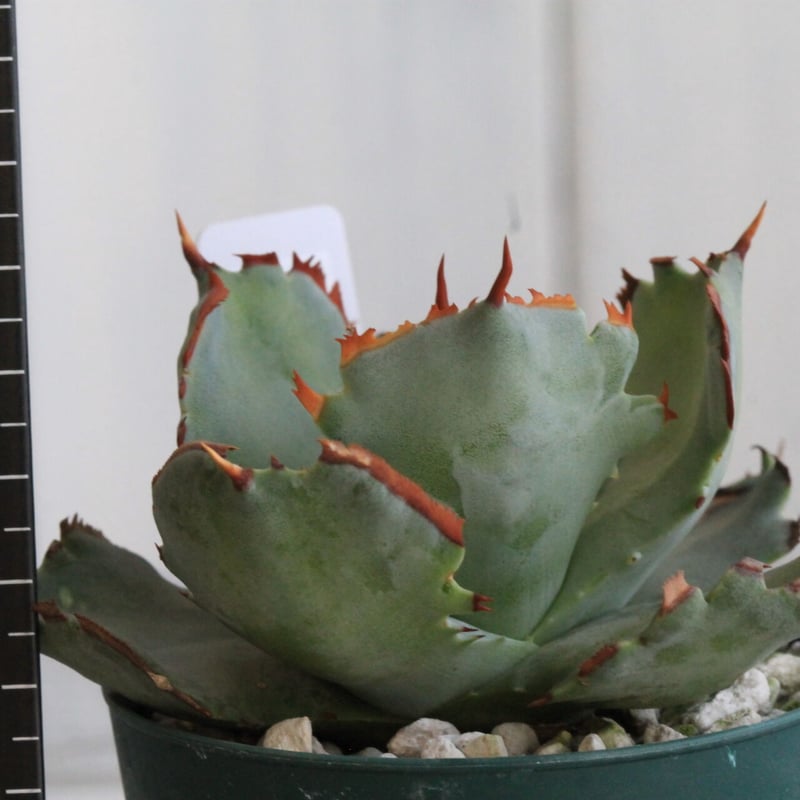 アガベ イシスメンシス 甲蟹【特選連刺】（カブトガニ） | hanayoshi