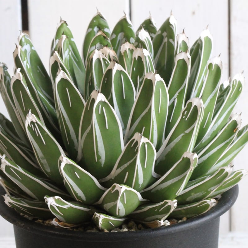 アガベ ビクトリアン・レジーナエ・コンパクタ | hanayoshi-botanical