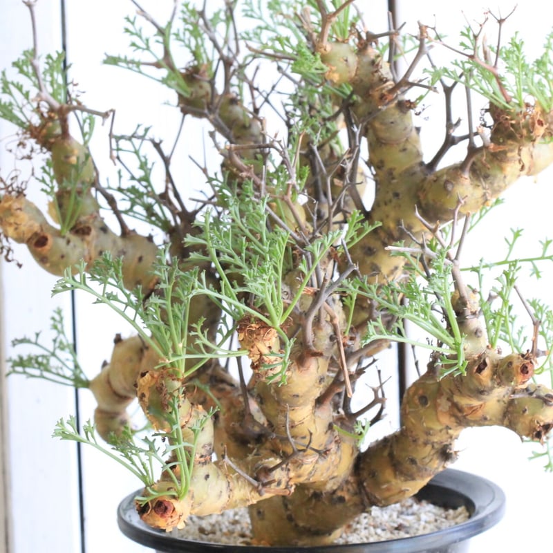 ペラルゴニウム クリズミフォリウム | hanayoshi-botanical