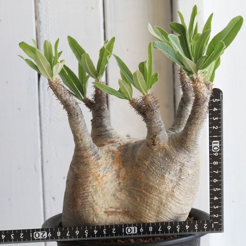 パキポディウム グラキリス | hanayoshi-botanical